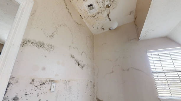 Best Biohazard Mold Removal  in Dearborn, MI