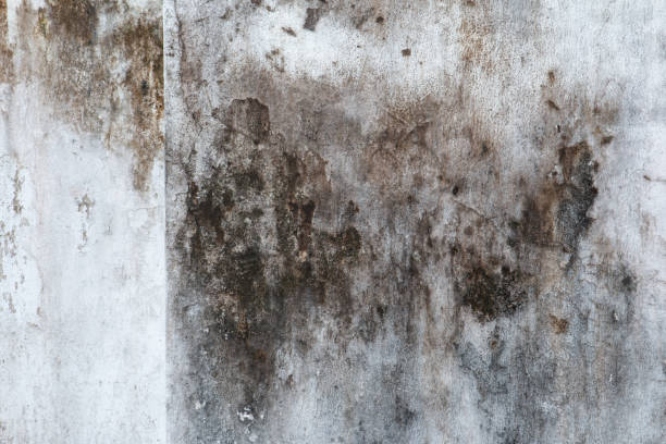 Best Crawl Space Mold Remediation  in Dearborn, MI
