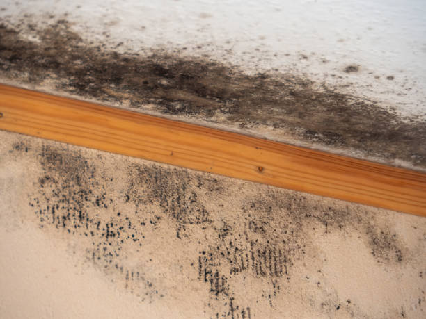 Best Asbestos and Lead Testing During Mold Inspection  in Dearborn, MI
